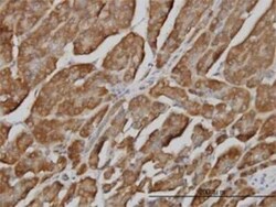 BPNT1 Antibody (2E1), Novus Biologicals 0.1 mg | Buy Online | Novus Biologicals | Fisher Scientific