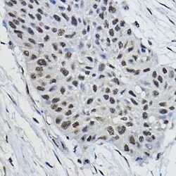 BRAP Antibody - Azide and BSA Free, Novus Biologicals:Antibodies:Primary
