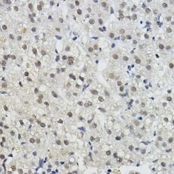BRAP Antibody - Azide and BSA Free, Novus Biologicals:Antibodies:Primary