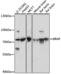 BRAP Antibody - Azide and BSA Free, Novus Biologicals:Antibodies:Primary