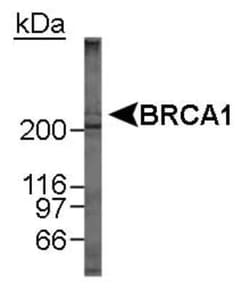BRCA1 Antibody Pack, Novus Biologicals 1 Pack; Unconjugated:Antibodies