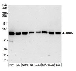 BRD2 Antibody (BL-167-2A2), Novus Biologicals 100 &mu;L | Buy Online | Novus Biologicals | Fisher Scientific