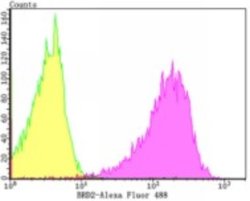 BRD2 Antibody (JG40-42), Novus Biologicals 100 &mu;L | Buy Online | Novus Biologicals | Fisher Scientific