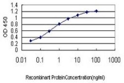 BRD2 Antibody (3D10), Novus Biologicals 0.1 mg; Unconjugated:Antibodies,