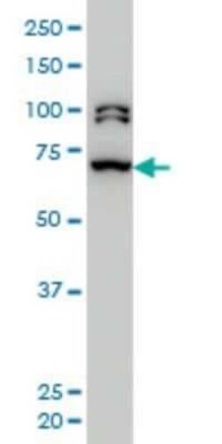 BRD3 Antibody (6F3), Novus Biologicals 0.1 mg | Buy Online | Novus Biologicals | Fisher Scientific