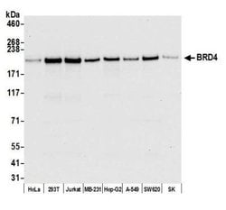 BRD4 Antibody (BL-149-2H5), Novus Biologicals 100 &mu;L; Unconjugated:Antibodies,