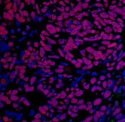 BRD4 Antibody (BL-151-6F11), Novus Biologicals 100 &mu;L; Unconjugated:Antibodies,