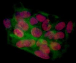 BRD4 Antibody (BL-151-6F11), Novus Biologicals 100 &mu;L; Unconjugated:Antibodies,