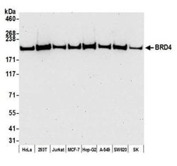 BRD4 Antibody (BL-151-6F11), Novus Biologicals 100 &mu;L; Unconjugated:Antibodies,