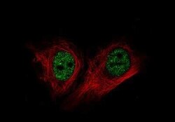 BRD4 Antibody (CL1118), Novus Biologicals 25 &mu;L, Unconjugated:Antibodies,