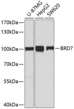 BRD7 Antibody - BSA Free, Novus Biologicals 0.1 mL, Unconjugated:Antibodies,
