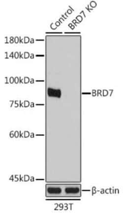 BRD7 Antibody - BSA Free, Novus Biologicals 0.1 mL, Unconjugated:Antibodies,