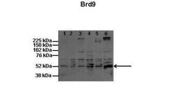 BRD9 Antibody, Novus Biologicals 100 &mu;L | Buy Online | Novus Biologicals | Fisher Scientific