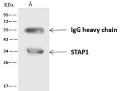BRDG1/STAP-1 Antibody, Novus Biologicals 100 &mu;g | Buy Online | Novus Biologicals | Fisher Scientific