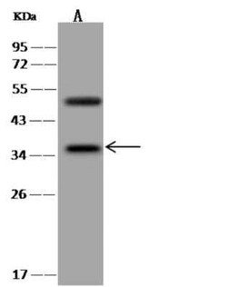 BRDG1/STAP-1 Antibody, Novus Biologicals 100 &mu;g | Buy Online | Novus Biologicals | Fisher Scientific