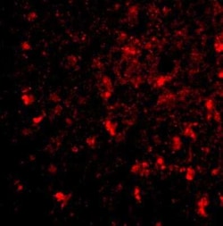 BRE Antibody - BSA Free, Novus Biologicals 0.025 mg; Unconjugated:Antibodies,