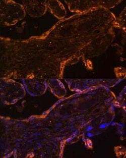 BRE Antibody - Azide and BSA Free, Novus Biologicals:Antibodies:Primary