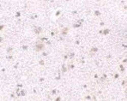 BRE Antibody - BSA Free, Novus Biologicals 0.025 mg; Unconjugated:Antibodies,