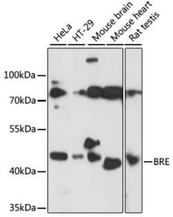 BRE Antibody - Azide and BSA Free, Novus Biologicals:Antibodies:Primary