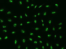 BRIX Antibody, Novus Biologicals™