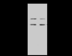BRIX Antibody, Novus Biologicals:Antibodies:Primary Antibodies