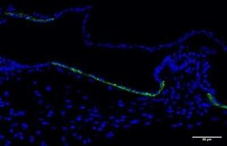 BSND Antibody, Novus Biologicals:Antibodies:Primary Antibodies
