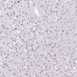 BSND Antibody, Novus Biologicals:Antibodies:Primary Antibodies