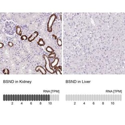 BSND Antibody, Novus Biologicals:Antibodies:Primary Antibodies