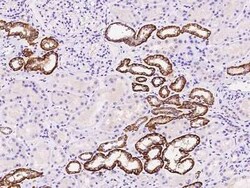 BSND Antibody, Novus Biologicals 50 &mu;g, Unconjugated:Antibodies, Polyclonal