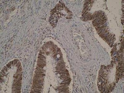 BTF Antibody (M33-P5B11) - BSA Free, Novus Biologicals 0.025 mL, Unconjugated:Antibodies,