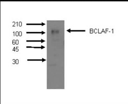 BTF Antibody (M33-P5B11) - BSA Free, Novus Biologicals 0.025 mL, Unconjugated:Antibodies,