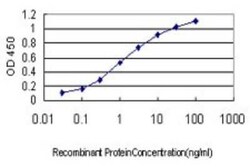 Novus Biologicals BTF3 Antibody (3C4-2E11), Novus Biologicals 0.1 mg | Buy Online | Novus Biologicals&trade; | Fisher Scientific