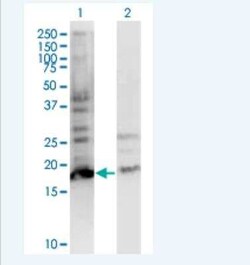 BTF3L4 Antibody (2G10), Novus Biologicals 100 &mu;g | Buy Online | Novus Biologicals | Fisher Scientific