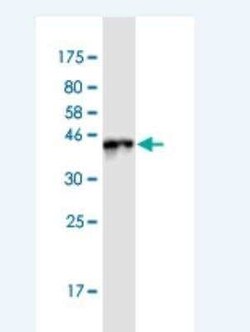 BTF3L4 Antibody (2G10), Novus Biologicals 100 &mu;g | Buy Online | Novus Biologicals | Fisher Scientific