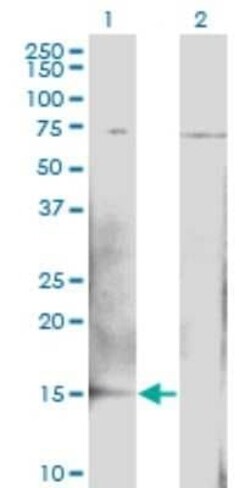 BTG2 Antibody (1B8), Novus Biologicals 0.1 mg | Buy Online | Novus Biologicals | Fisher Scientific