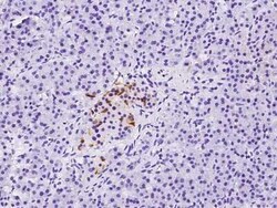 BTG3 Antibody, Novus Biologicals 100 &mu;g, Unconjugated:Antibodies, Polyclonal