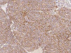 BTG3 Antibody, Novus Biologicals 50 &mu;g; Unconjugated:Antibodies, Polyclonal