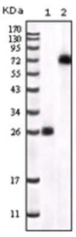 BTK Antibody (7F12H4) - Azide and BSA Free, Novus Biologicals 0.1 mL; Unconjugated:Antibodies,