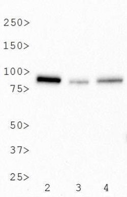BTK Antibody (7F12H4) - Azide and BSA Free, Novus Biologicals 0.1 mL; Unconjugated:Antibodies,