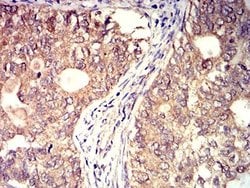 BTN2A2/Butyrophilin 2 Antibody (6C7D2) - BSA Free, Novus Biologicals:Antibodies:Primary