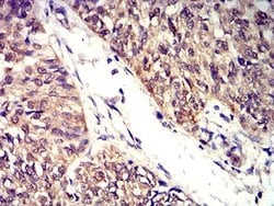 BTN2A2/Butyrophilin 2 Antibody (6C7D2) - BSA Free, Novus Biologicals:Antibodies:Primary