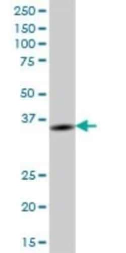 BTN3A2 Antibody, Novus Biologicals 50 &mu;g | Buy Online | Novus Biologicals | Fisher Scientific