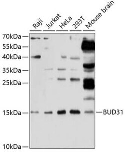 BUD31 Antibody - Azide and BSA Free, Novus Biologicals:Antibodies:Primary