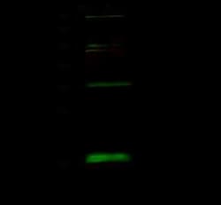 BUD31 Antibody, Novus Biologicals 100 &mu;g; Unconjugated:Antibodies, Polyclonal