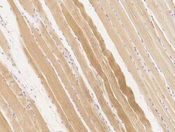 BVES Antibody, Novus Biologicals 100 &mu;g, Unconjugated:Antibodies, Polyclonal