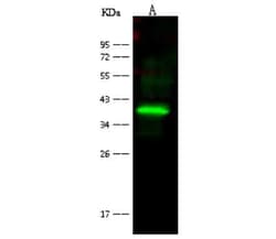 BVES Antibody, Novus Biologicals 100 &mu;g, Unconjugated:Antibodies, Polyclonal