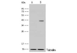 BVES Antibody, Novus Biologicals 100 &mu;g, Unconjugated:Antibodies, Polyclonal