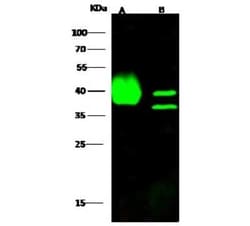 BVES Antibody, Novus Biologicals 100 &mu;g, Unconjugated:Antibodies, Polyclonal