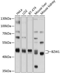 BZW1 Antibody - BSA Free, Novus Biologicals 0.02 mL, Unconjugated:Antibodies,