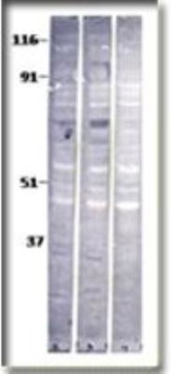 Baboon Antibody, Novus Biologicals 0.05 mg; Unconjugated:Antibodies, Polyclonal